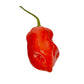 Komodo Dragon Pepper Seeds