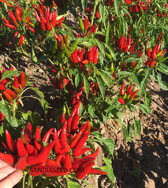chili plants from seed Mirasol Chile Seeds - New Mexico