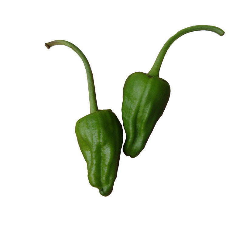 Padron peppers with long stems