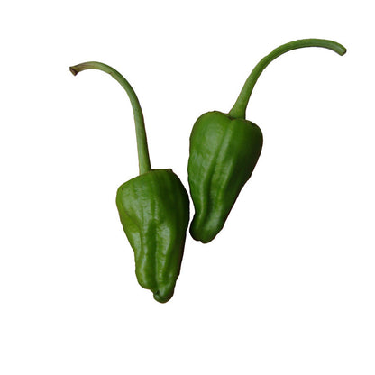 Padron peppers with long stems