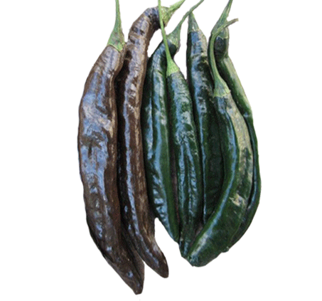 Pasilla Bajio / Chilaca Chile Seeds - Sandia Seed Company