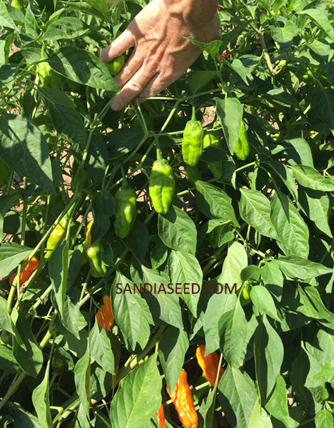 planting pepperoncini seeds Pepperoncini Golden Greek Pepper Seeds