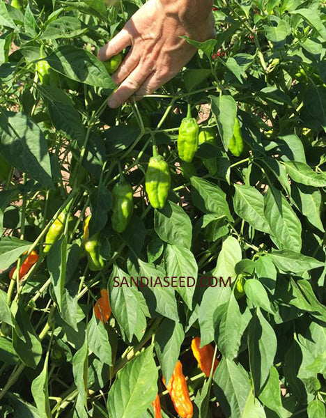 Pepperoncini Golden Greek Pepper Seeds - Sandia Seed Company