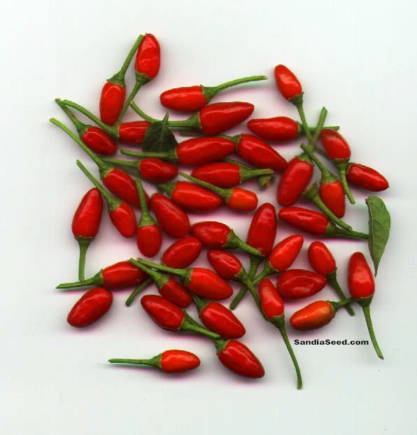 Pequin / Piquin - Bird Pepper Seeds - Sandia Seed Company