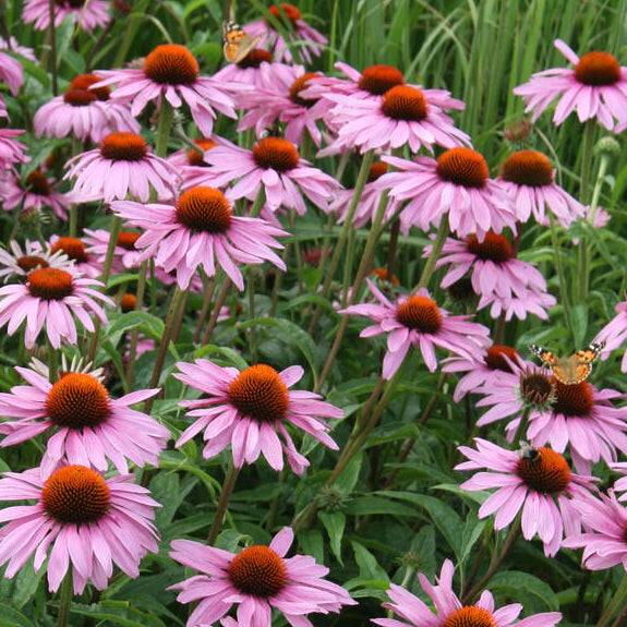 echinacea grow from seed Echinacea Seeds - Purple Coneflower