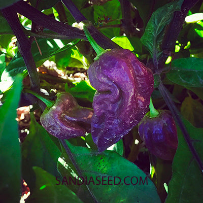 Bhut Jolokia Purple Seeds - Sandia Seed Company