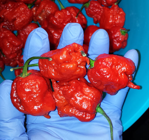 3 Pack - Ghost Pepper, Reaper & Moruga Seeds 15% Off - Sandia Seed Company