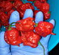 3 Pack - Ghost Pepper, Reaper & Moruga Seeds 15% Off - Sandia Seed Company