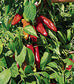 Hatch Red X Hot - Ms. Junie Chile Seeds - Sandia Seed Company