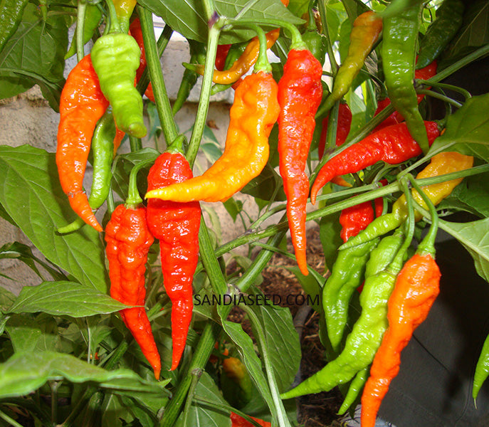 Bhut Jolokia Red Ghost Pepper Seeds - productive plants produce a lot of ghost peppers!