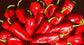 Stocky Red Roaster Seeds ORG - Sandia Seed Company