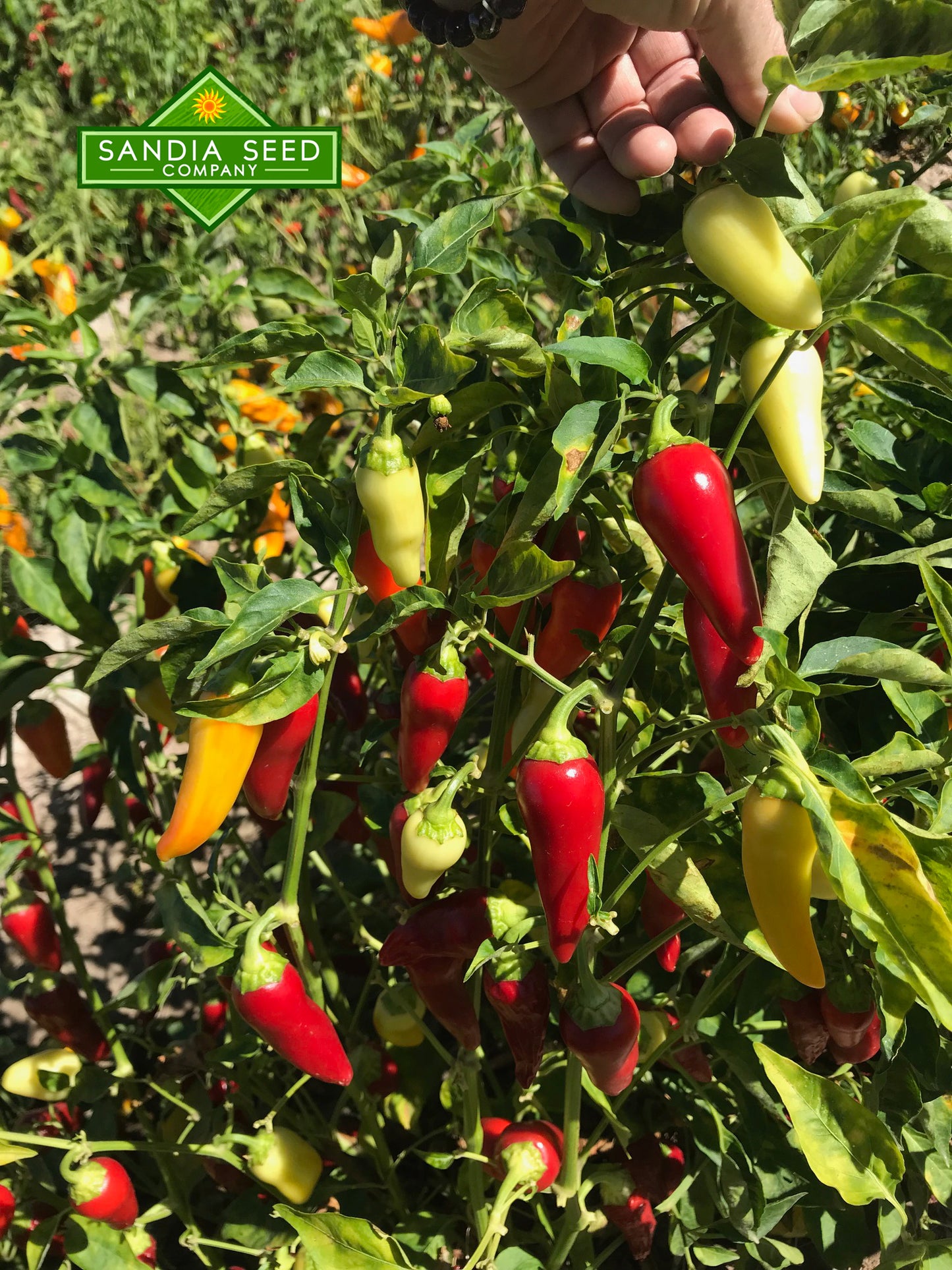 Santa Fe Grande Pepper Seeds - Sandia Seed Company