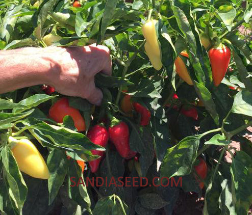 Santa Fe Grande Pepper Seeds - Sandia Seed Company