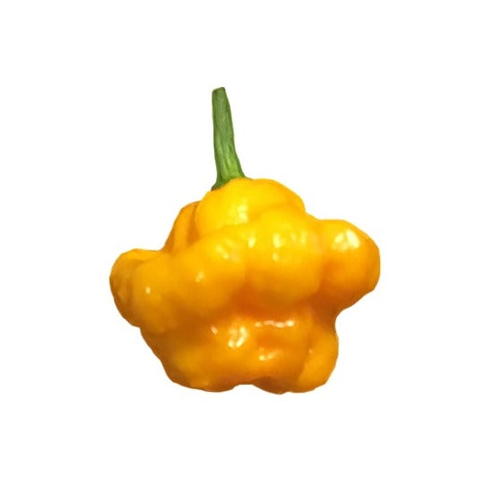 Scotch Bonnet Yellow Pepper Seeds - Sandia Seed Company