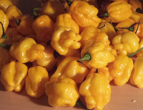 Scotch Bonnet Yellow Pepper Seeds - Sandia Seed Company