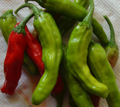 Shishito Japanese Sweet Pepper Seeds - Sandia Seed Company
