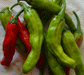 Shishito Japanese Sweet Pepper Seeds - Sandia Seed Company