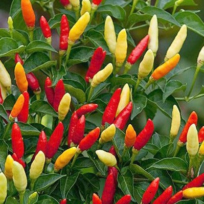 tobacco pepper plant Clovers Garden Tabasco Plants- Two (2) Live Plants Non-GMO - Not Seeds Each 4"-8" Tall in 4 Inch Pots If grown in a region with no frost these peppers plants could last several years. Tabasco Pepper Seeds - Heirloom