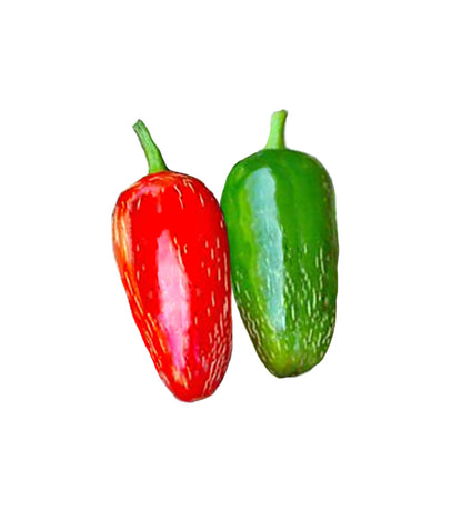 Jalapeño Traveler Seeds ORG - Sandia Seed Company