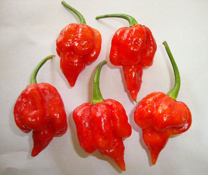 Five Trinidad Scorpion Peppers on a plate