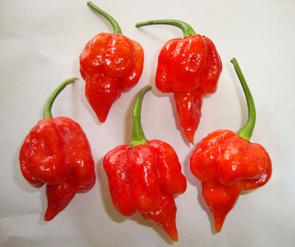 Five Trinidad Scorpion Peppers on a plate