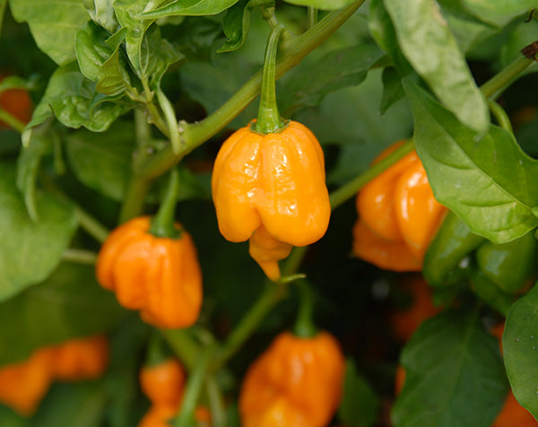 Trinidad Scorpion Yellow (CARDI) Pepper Seeds - Sandia Seed Company