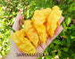 Bhut Jolokia Yellow Seeds - Sandia Seed Company