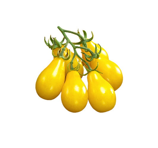 Tomato - Yellow Pear Beam's ORG Heirloom Seeds ORG - Sandia Seed Company